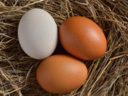 Are Chicken Eggs Good Or Bad For Cholesterol?